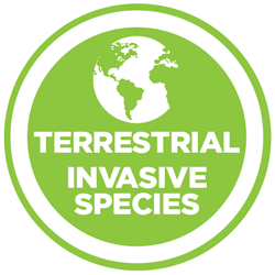 Terrestrial Invasive Species